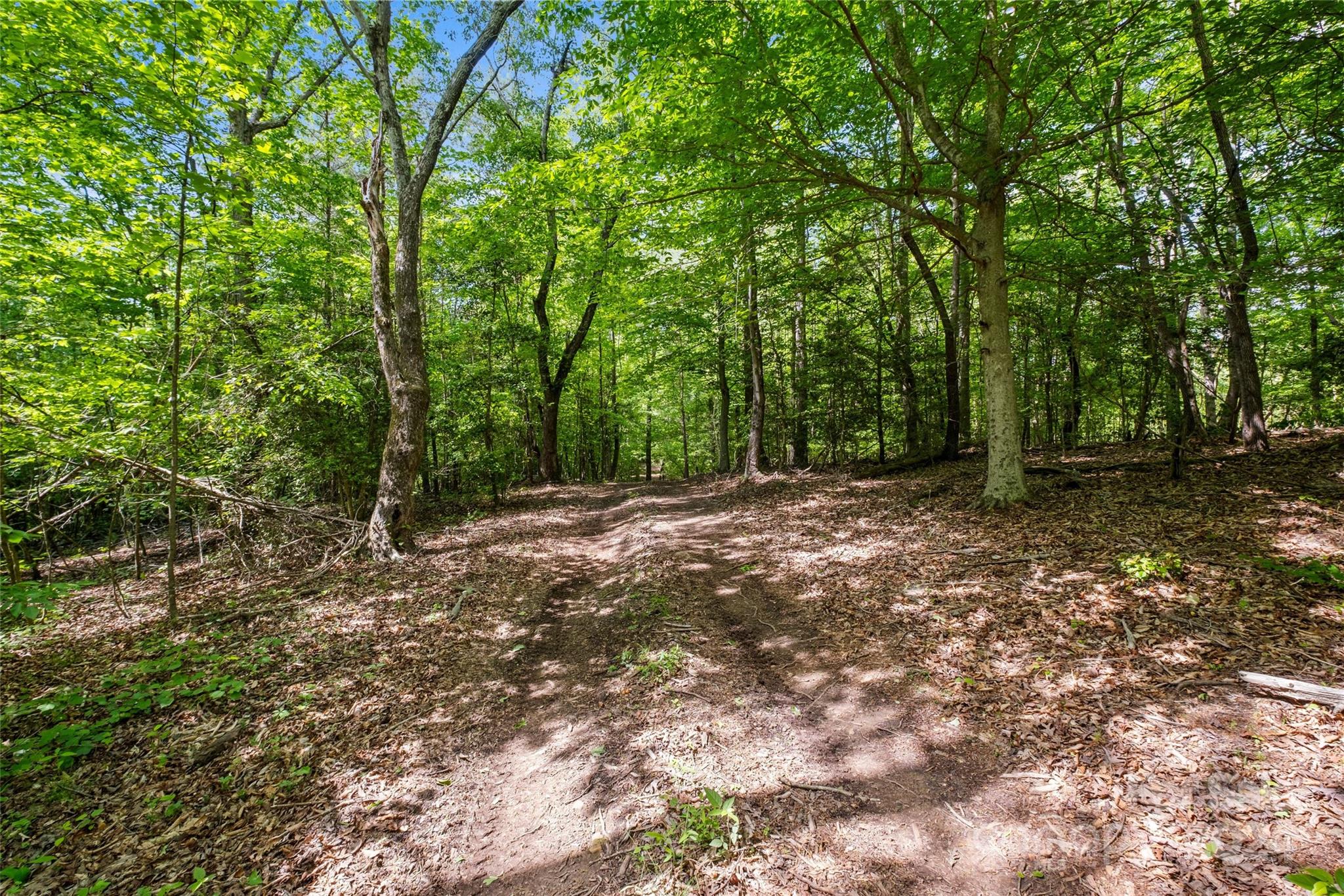 246 Rupard Road Statesville, NC 28625 - Photo 41 of 44 a view of a forest with trees in the background