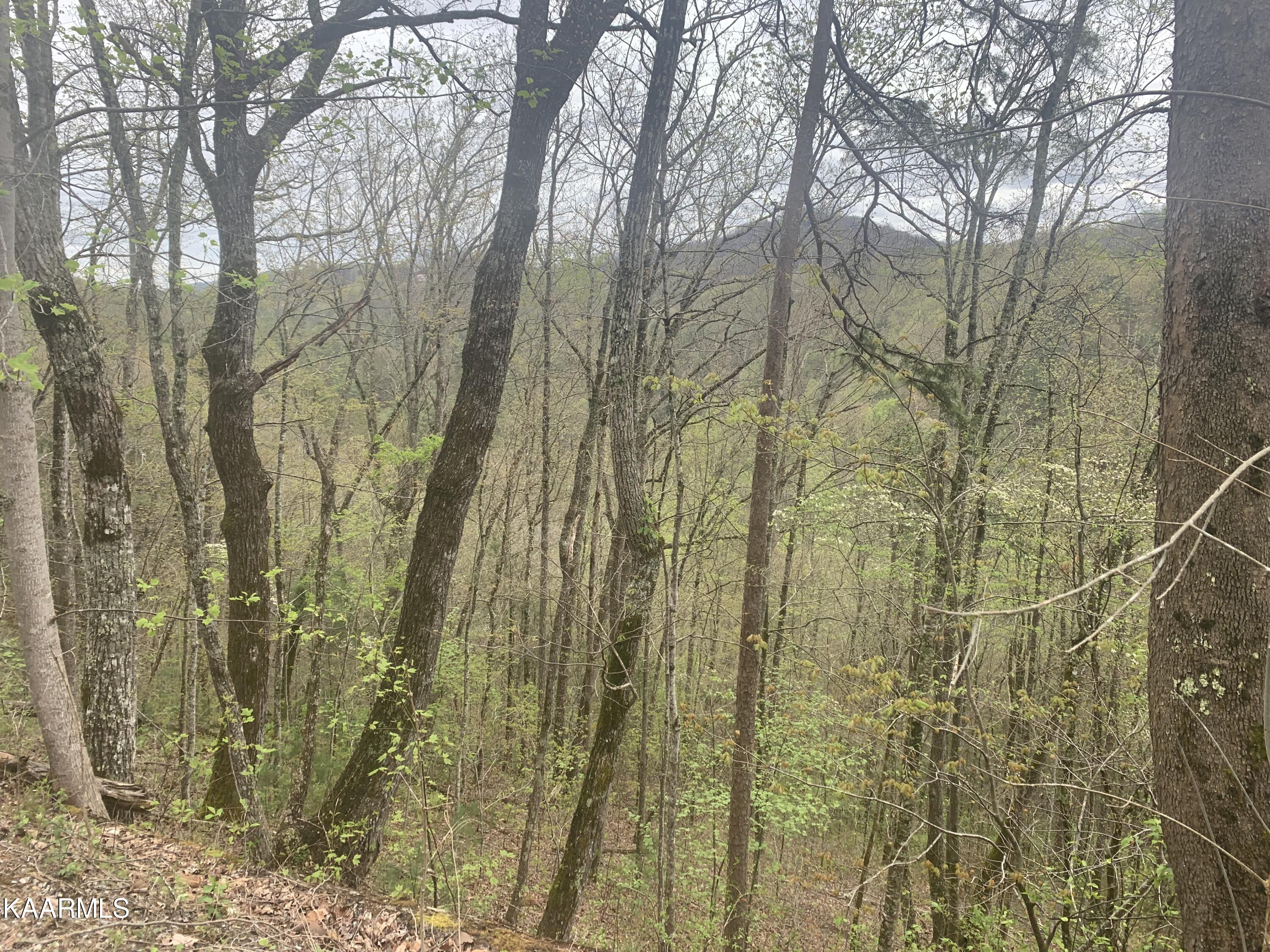 Lot 3 Sunset Road Sevierville, TN 37862 - Photo 3 of 17 IMG-7196