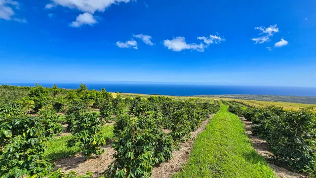 $1,795,000 | 95-3869 Lot 2 Halemauna Road, Naalehu, HI 96772