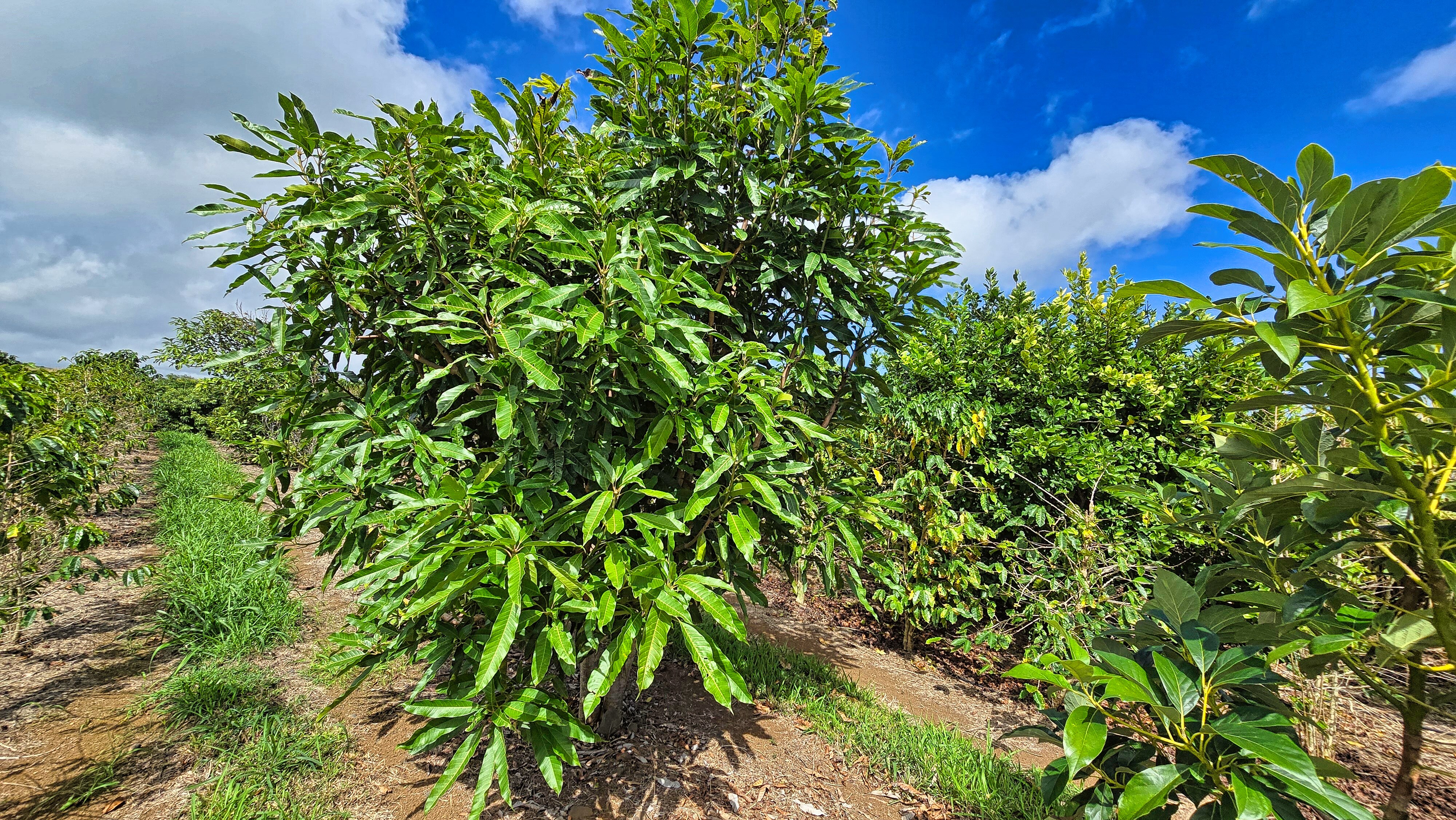 95-3869 Lot 2 Halemauna Road Naalehu, HI 96772 - Photo 12 of 30 Diversified plantings enhance the farm�"s productivity, with fruit trees thriving alongside Kau coffee. This mix provides additional harvest opportunities while supporting a healthy, balanced ecosystem.