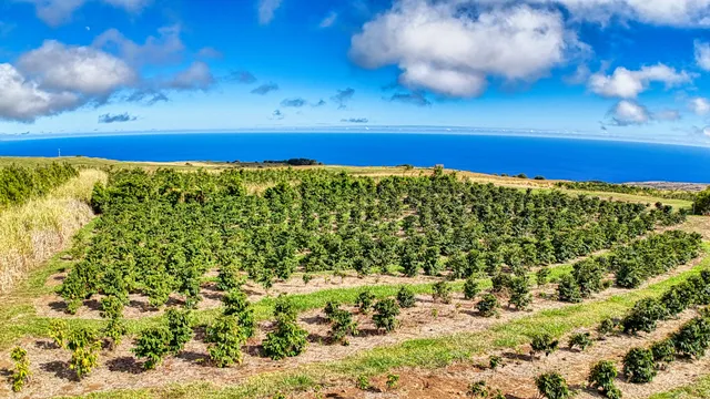$1,795,000 | 95-3869 Lot 2 Halemauna Road, Naalehu, HI 96772