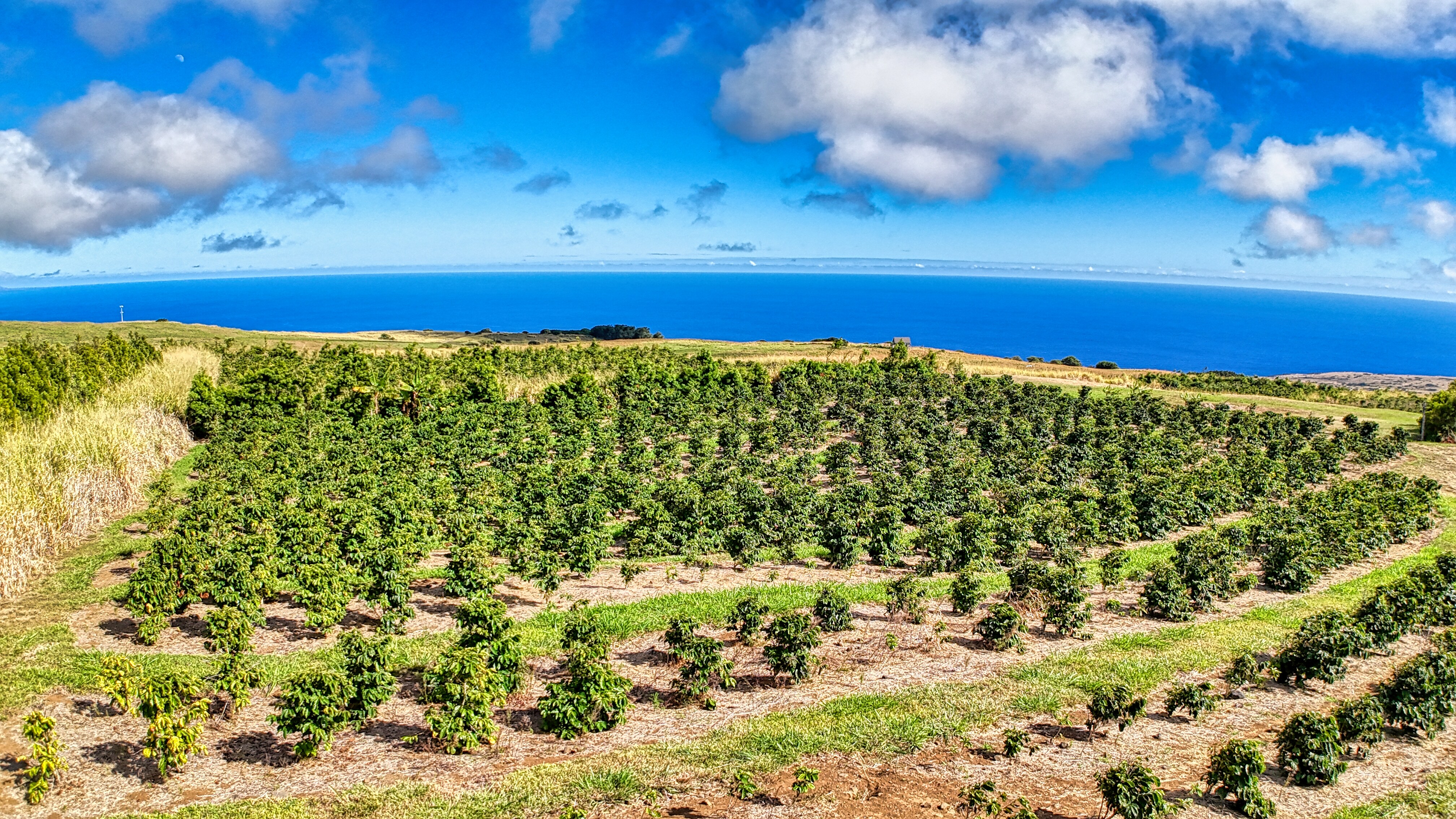 95-3869 Lot 2 Halemauna Road Naalehu, HI 96772 - Photo 13 of 30 While this farm has a water source the rain helps keep the farm lush.