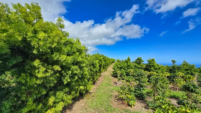 $1,795,000 | 95-3869 Lot 2 Halemauna Road, Naalehu, HI 96772