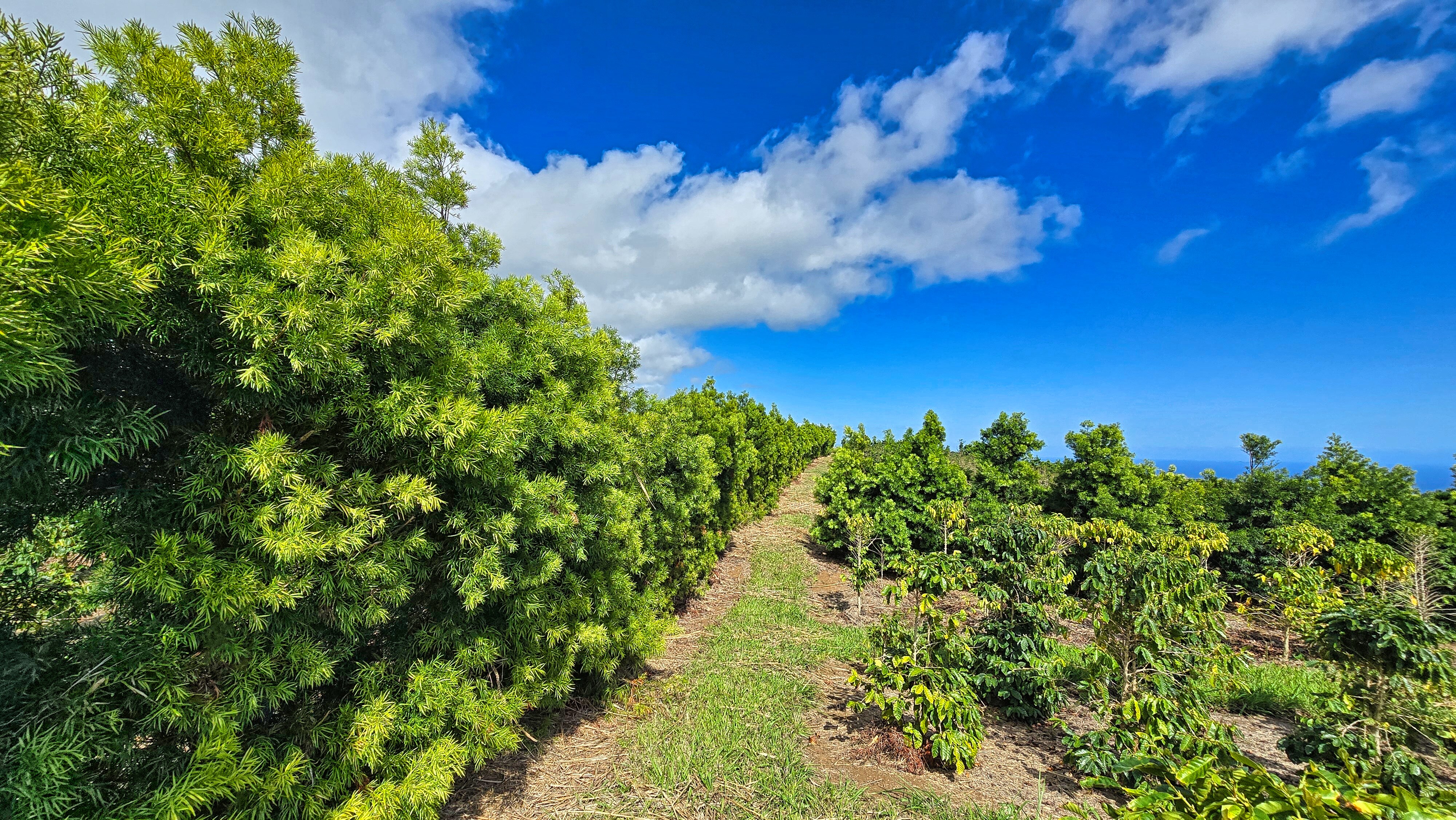 95-3869 Lot 2 Halemauna Road Naalehu, HI 96772 - Photo 14 of 30 Tall windbreak trees provide essential protection for thriving Kau coffee plants, creating a stable microclimate. Well-planned rows ensure optimal growth while preserving the stunning ocean views.
