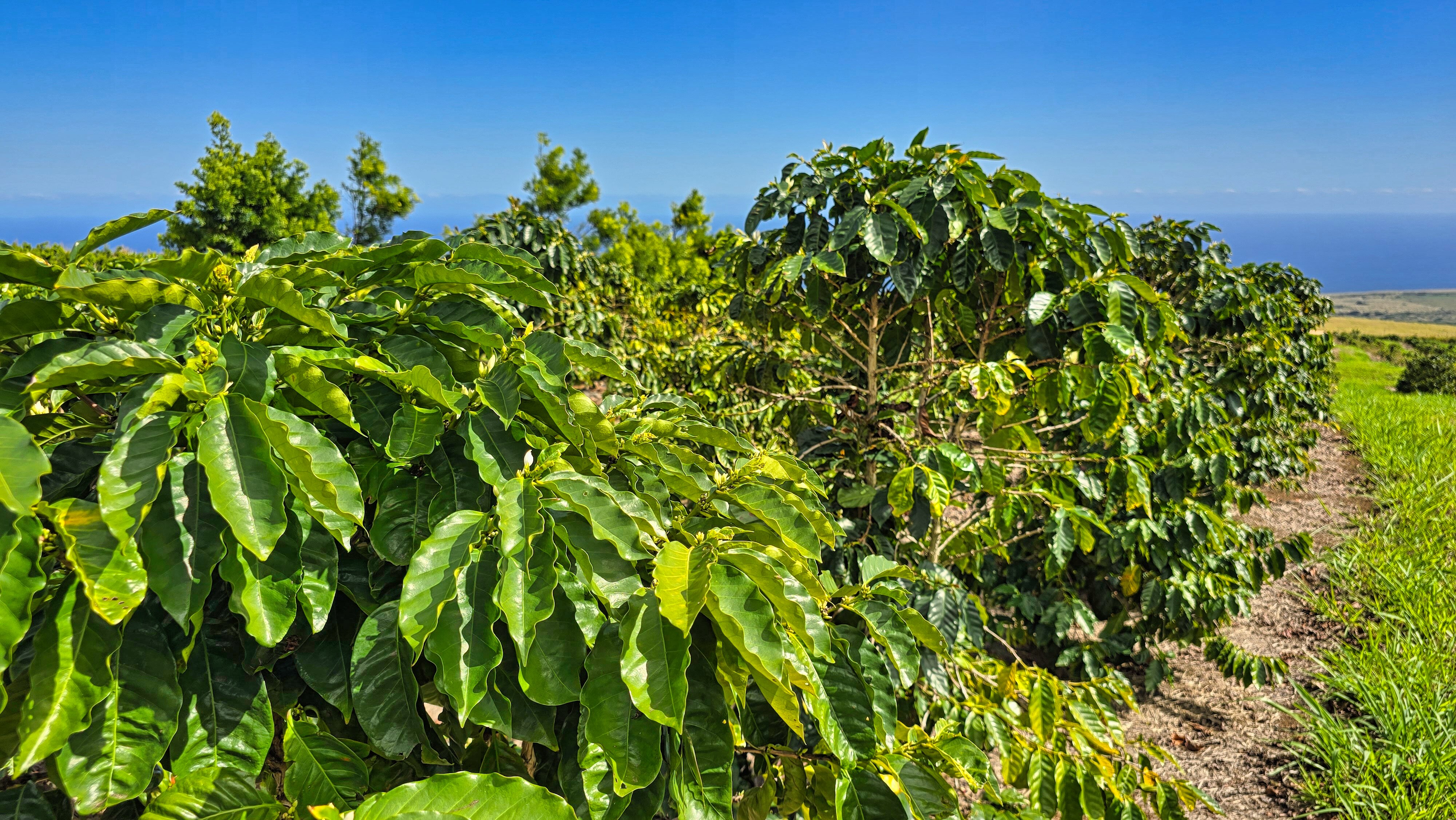 95-3869 Lot 2 Halemauna Road Naalehu, HI 96772 - Photo 15 of 30 Vibrant Kau coffee trees flourish under sunny skies, with ocean views stretching beyond the fields. Strong, healthy plants ensure a productive harvest, making this farm a prime opportunity for coffee cultivation.