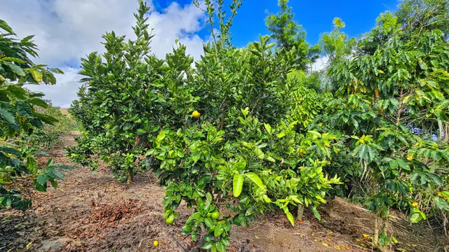 $1,795,000 | 95-3869 Lot 2 Halemauna Road, Naalehu, HI 96772
