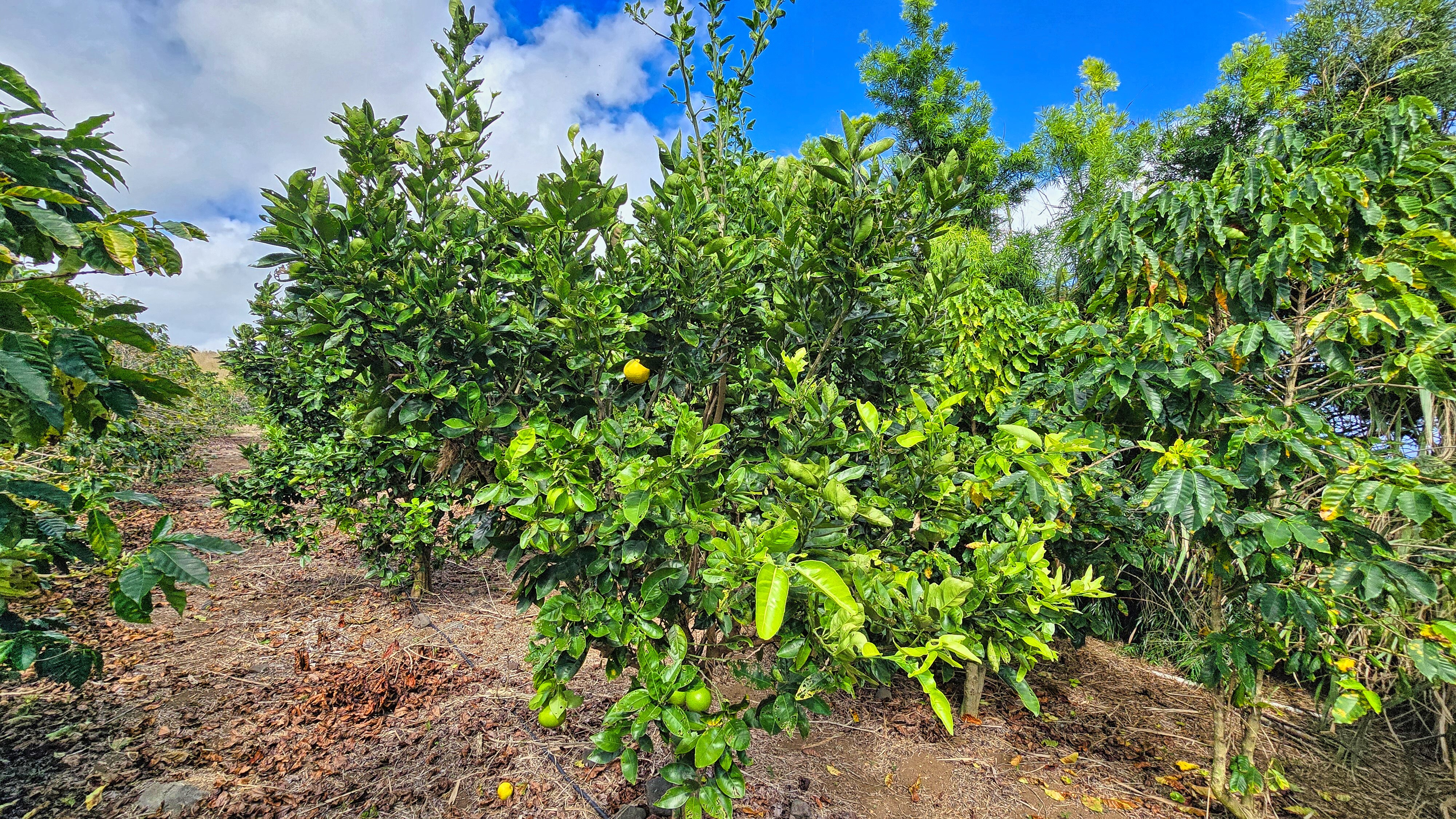 95-3869 Lot 2 Halemauna Road Naalehu, HI 96772 - Photo 16 of 30 Diversified plantings enhance the farm�"s productivity, with fruit trees thriving alongside Kau coffee. This mix provides additional harvest opportunities while supporting a healthy, balanced ecosystem.