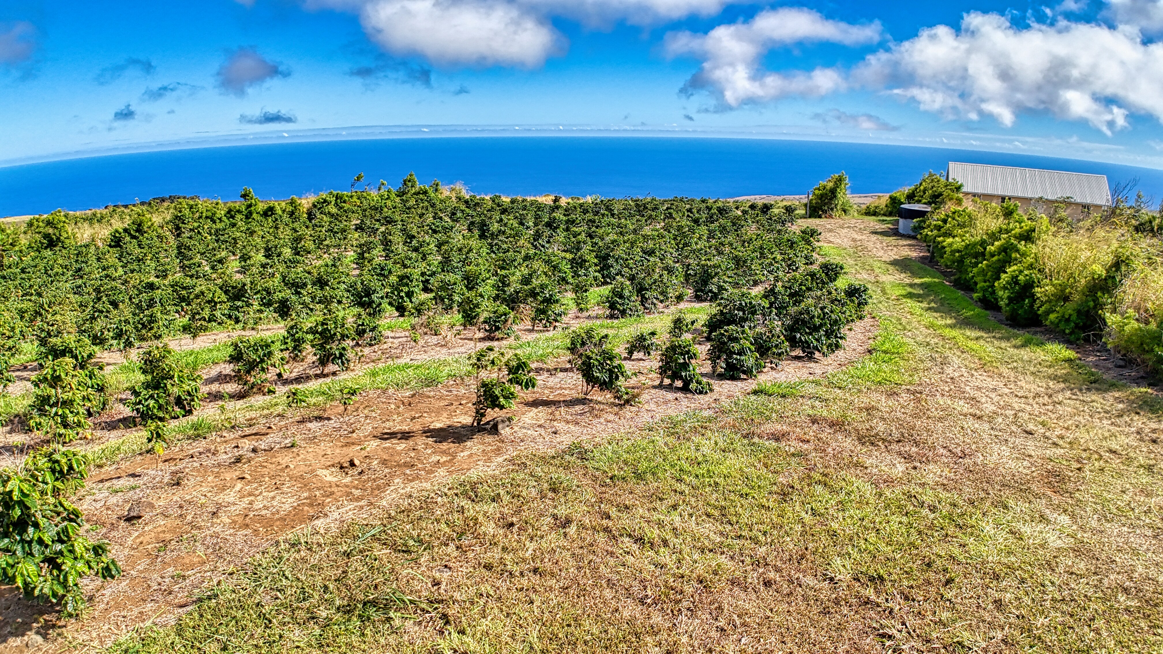 95-3869 Lot 2 Halemauna Road Naalehu, HI 96772 - Photo 17 of 30 Kau coffee trees thrive against a stunning ocean backdrop, highlighting the farm�"s growth potential. This property is primed for expansion and high-quality coffee production.