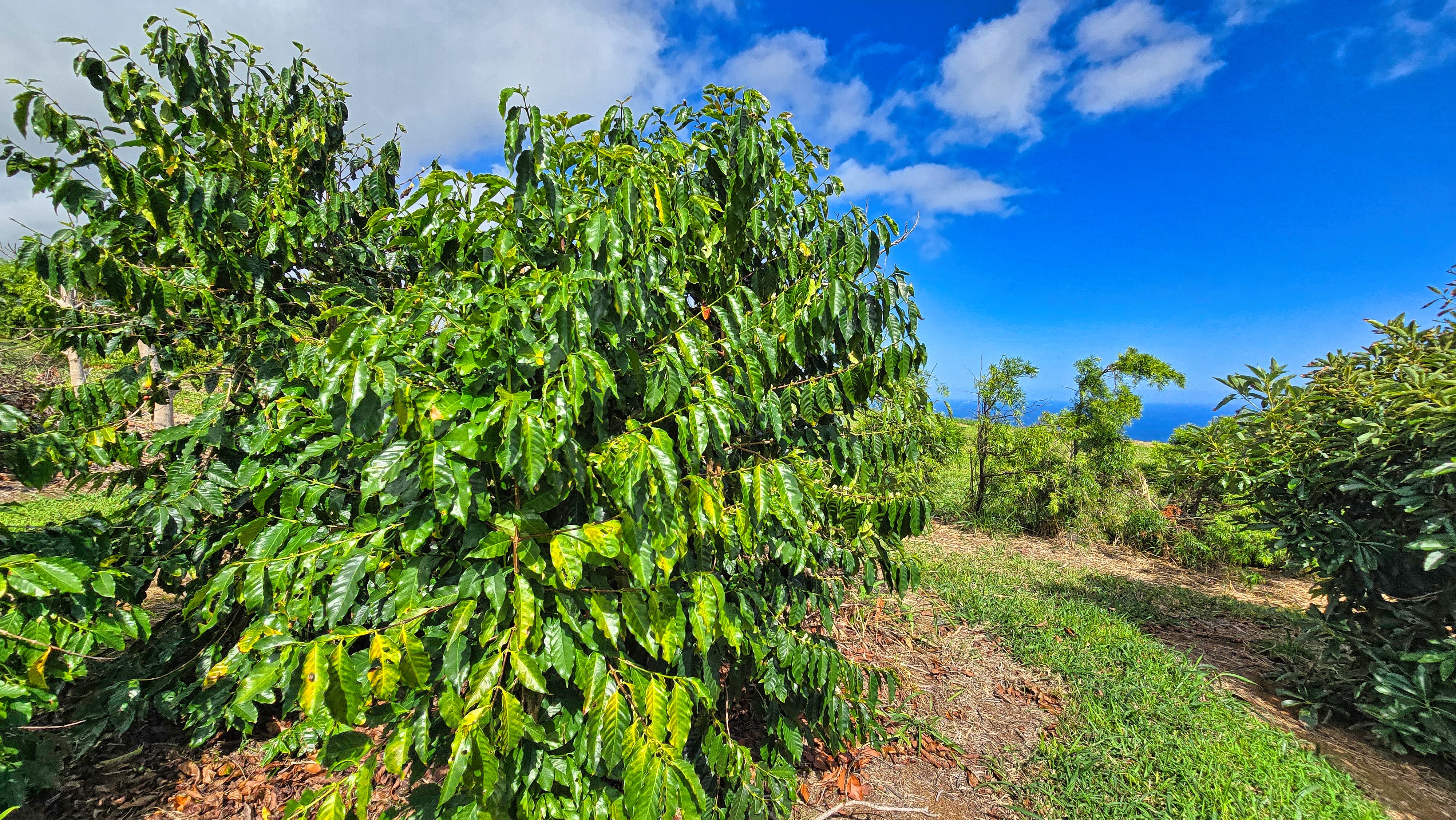 95-3869 Lot 2 Halemauna Road Naalehu, HI 96772 - Photo 2 of 30 Lush, healthy coffee trees thrive in ideal growing conditions, producing high-quality beans. This 34-acre farm offers a strong foundation for coffee production with room for expansion and increased yield.