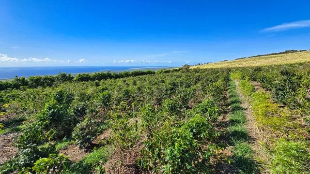 $1,795,000 | 95-3869 Lot 2 Halemauna Road, Naalehu, HI 96772