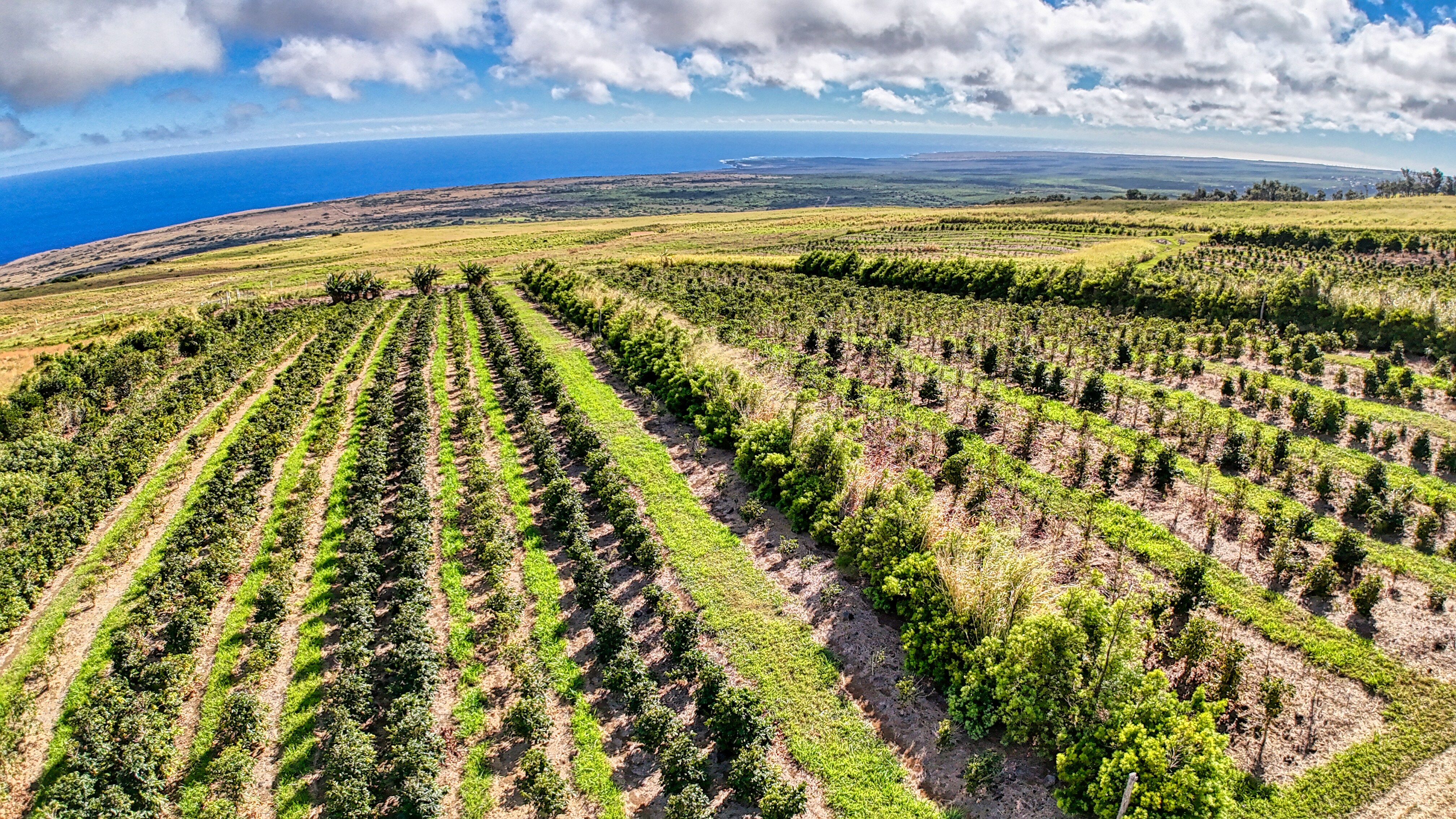 95-3869 Lot 2 Halemauna Road Naalehu, HI 96772 - Photo 23 of 30 Rows of Kau coffee trees stretch toward sweeping ocean views, with windbreaks providing protection and stability. This farm is designed for sustainable growth and long-term production.