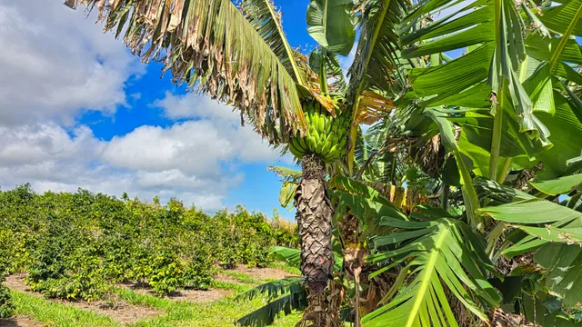 $1,795,000 | 95-3869 Lot 2 Halemauna Road, Naalehu, HI 96772