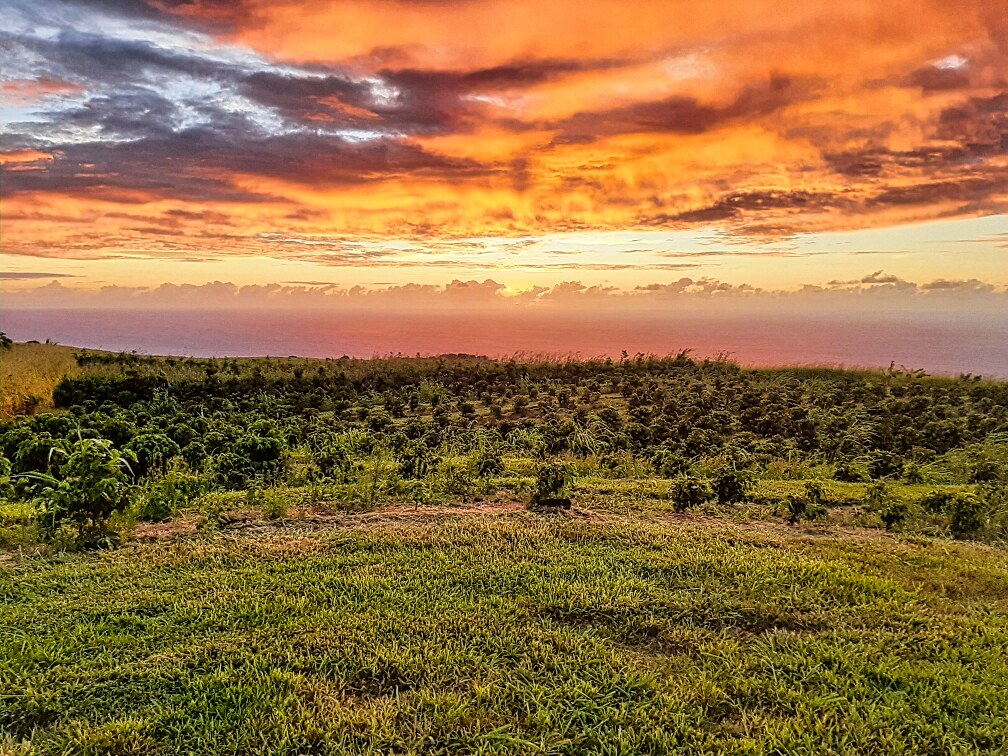 95-3869 Lot 2 Halemauna Road Naalehu, HI 96772 - Photo 30 of 30 A breathtaking sunrise paints the sky over the coffee fields, creating a new masterpiece each morning. This ever-changing view adds to the magic of life on the farm.