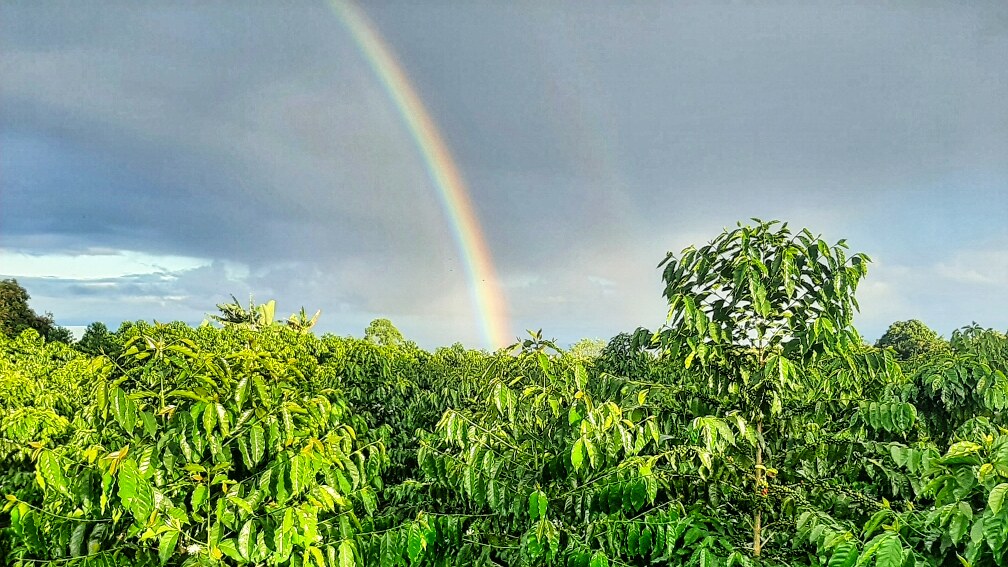 95-3869 Lot 2 Halemauna Road Naalehu, HI 96772 - Photo 3 of 30 A vibrant rainbow arches over lush coffee trees, highlighting the beauty and ideal growing conditions of this 34-acre farm. Rich volcanic soil, ample rainfall, and stunning views make this a dream property for coffee production and living the lifestyle!