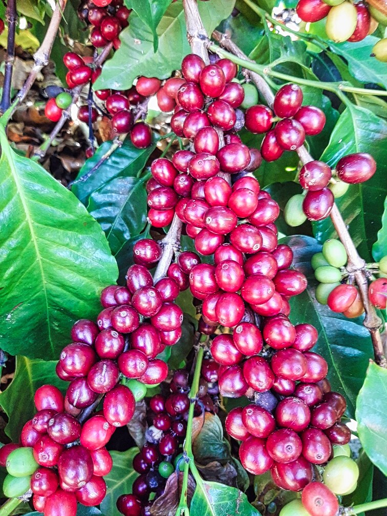 95-3869 Lot 2 Halemauna Road Naalehu, HI 96772 - Photo 5 of 30 Vibrant Kau coffee cherries ripen under ideal conditions, producing some of Hawai��i�"s finest beans.