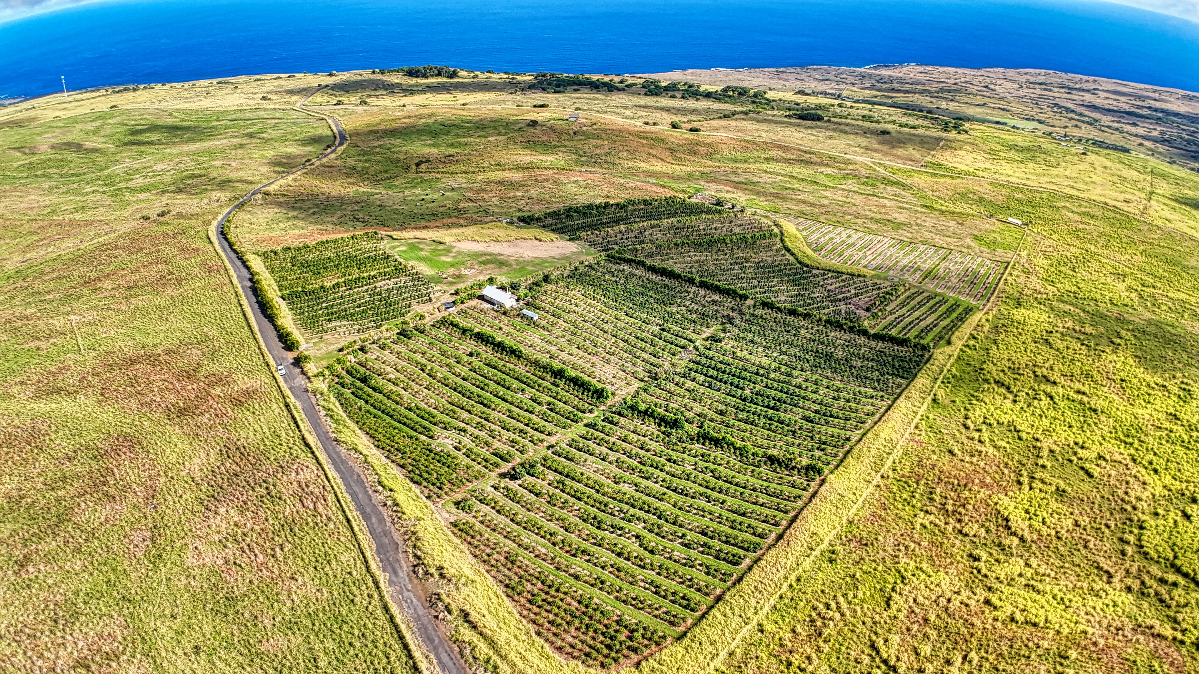 95-3869 Lot 2 Halemauna Road Naalehu, HI 96772 - Photo 6 of 30 An aerial view showcases the well-organized coffee fields, ag building, and surrounding open land. With ocean views and space for expansion