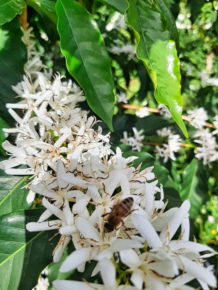 95-3869 Lot 2 Halemauna Road Naalehu, HI 96772 - Photo 7 of 30 Fragrant Kau coffee blossoms signal a thriving harvest to come. Bees buzz among the blooms, playing a vital role in pollination.
