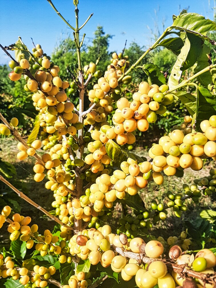 95-3869 Lot 2 Halemauna Road Naalehu, HI 96772 - Photo 8 of 30 Golden Kau coffee cherries ripen under the sun, showcasing the unique varieties grown on this 34-acre farm. Ideal climate and rich soil create premium-quality beans with exceptional flavor.