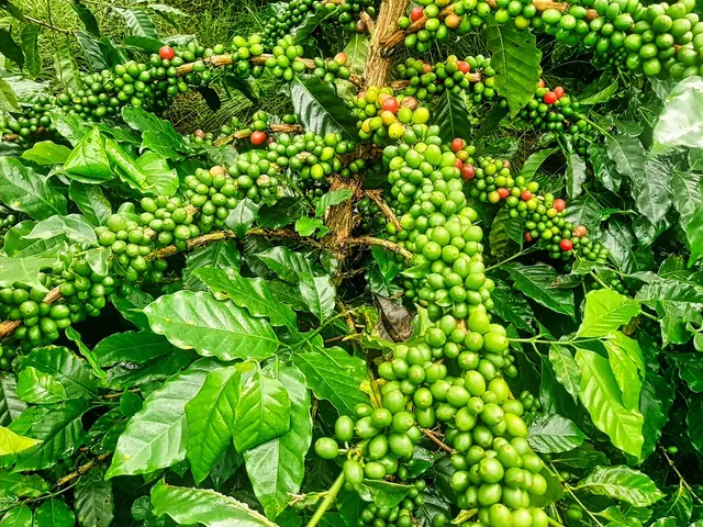 $1,795,000 | 95-3869 Lot 2 Halemauna Road, Naalehu, HI 96772