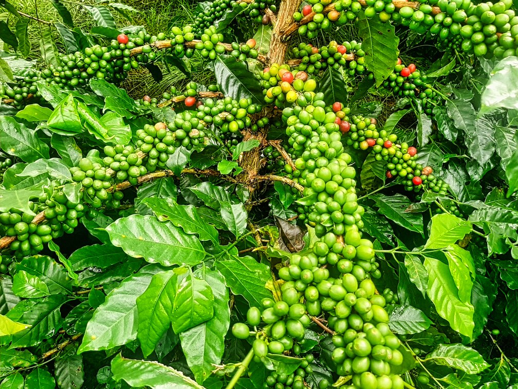 95-3869 Lot 2 Halemauna Road Naalehu, HI 96772 - Photo 9 of 30 Lush Kau coffee trees loaded with cherries promise a bountiful harvest. This 34-acre farm offers ideal conditions for high-yield production and exceptional coffee quality.