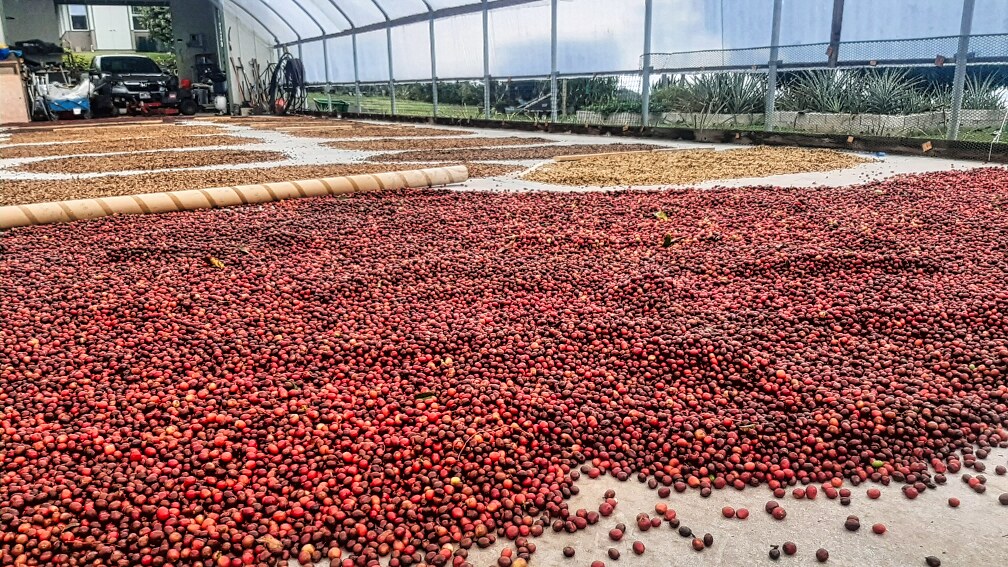 95-3869 Lot 2 Halemauna Road Naalehu, HI 96772 - Photo 10 of 30 Freshly harvested Kau coffee cherries drying under the sun. This facility is not included with the farm, but it demonstrates the next step in coffee production