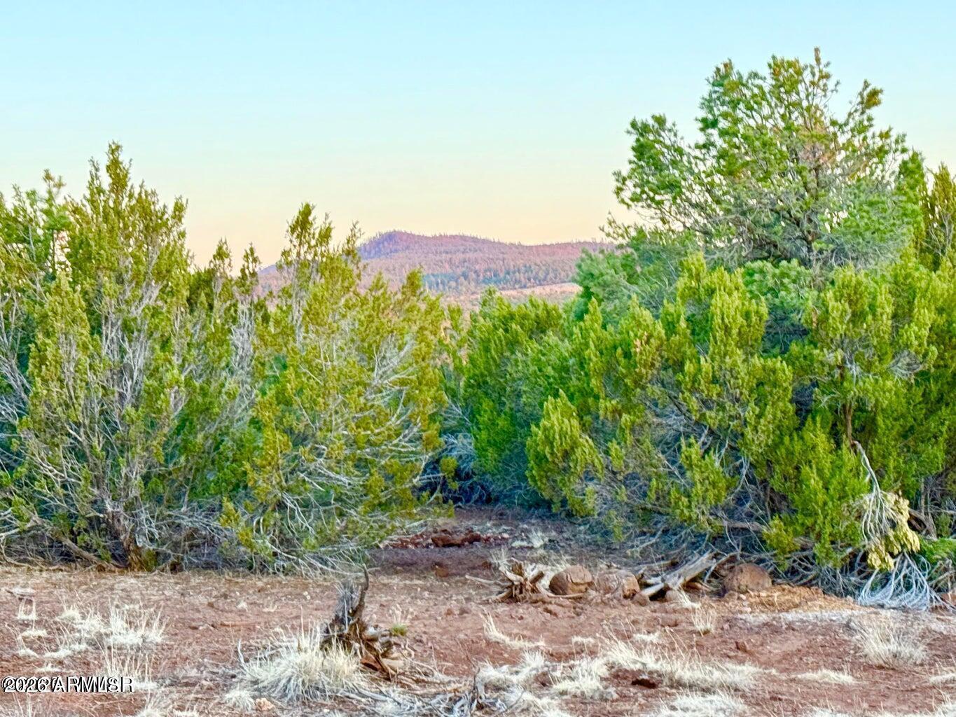 6 Co Road Vernon, AZ 85940 - Photo 17 of 18 a view of a dry yard with trees in front of it