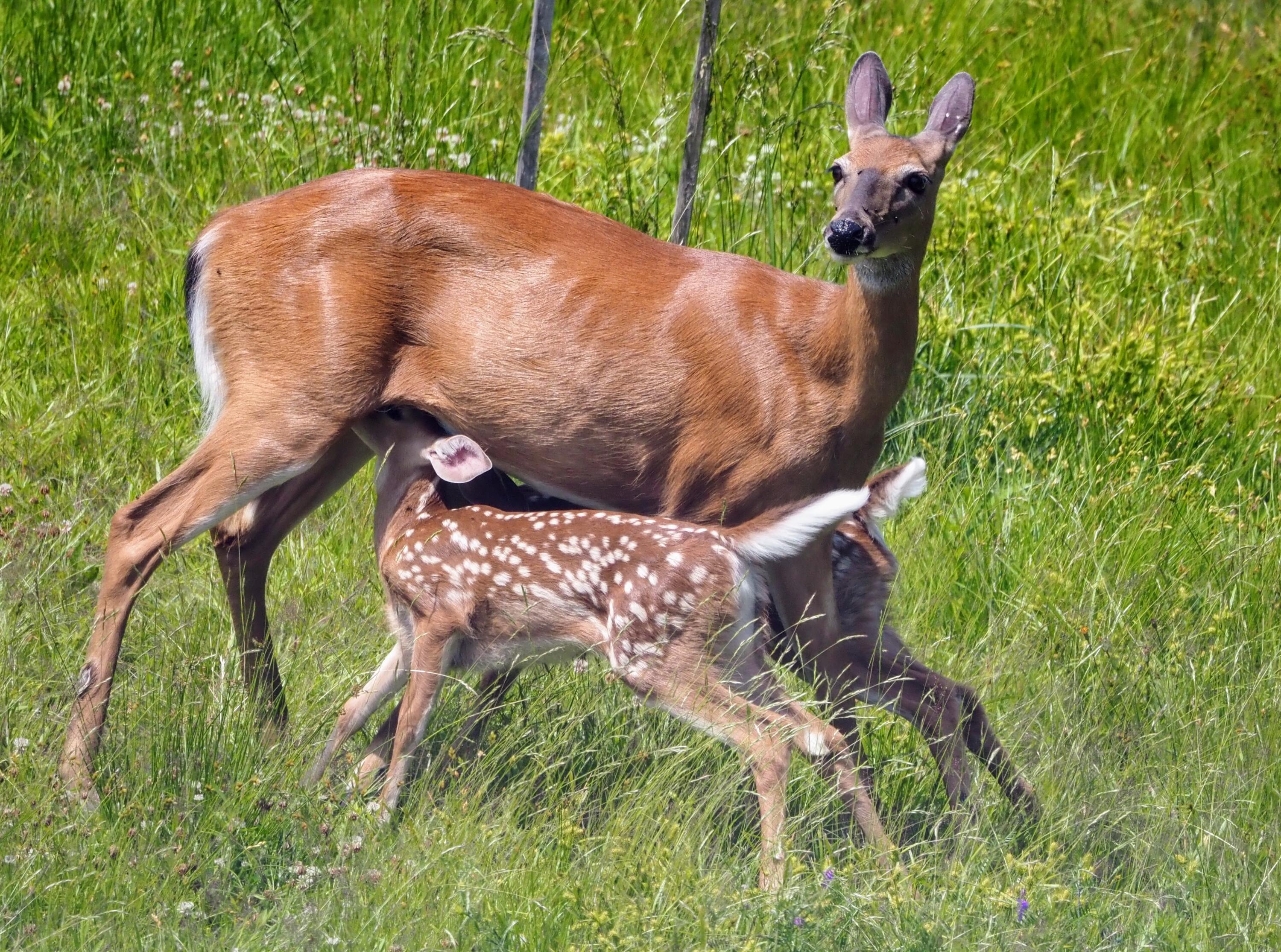 341 Outlook Road Bryant Pond, ME 04219 - Photo 94 of 112 Visitors