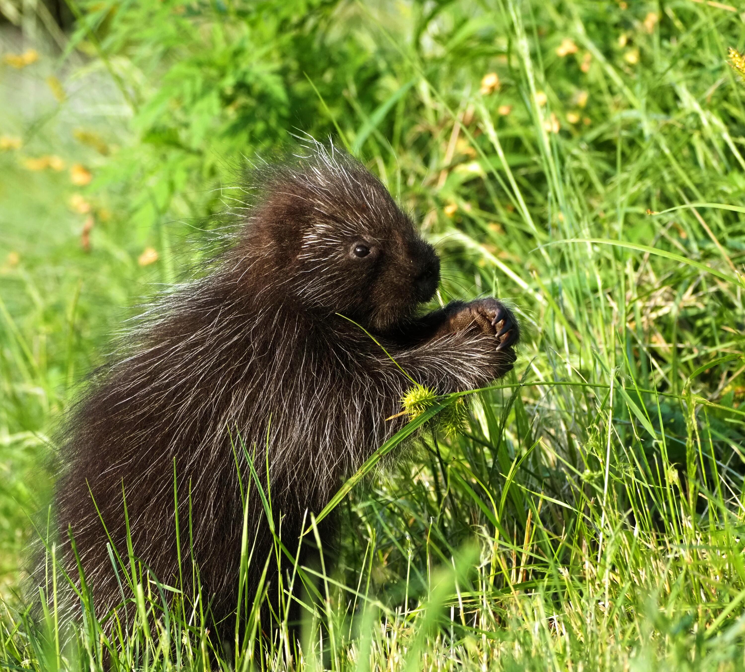 341 Outlook Road Bryant Pond, ME 04219 - Photo 96 of 112 Visitors