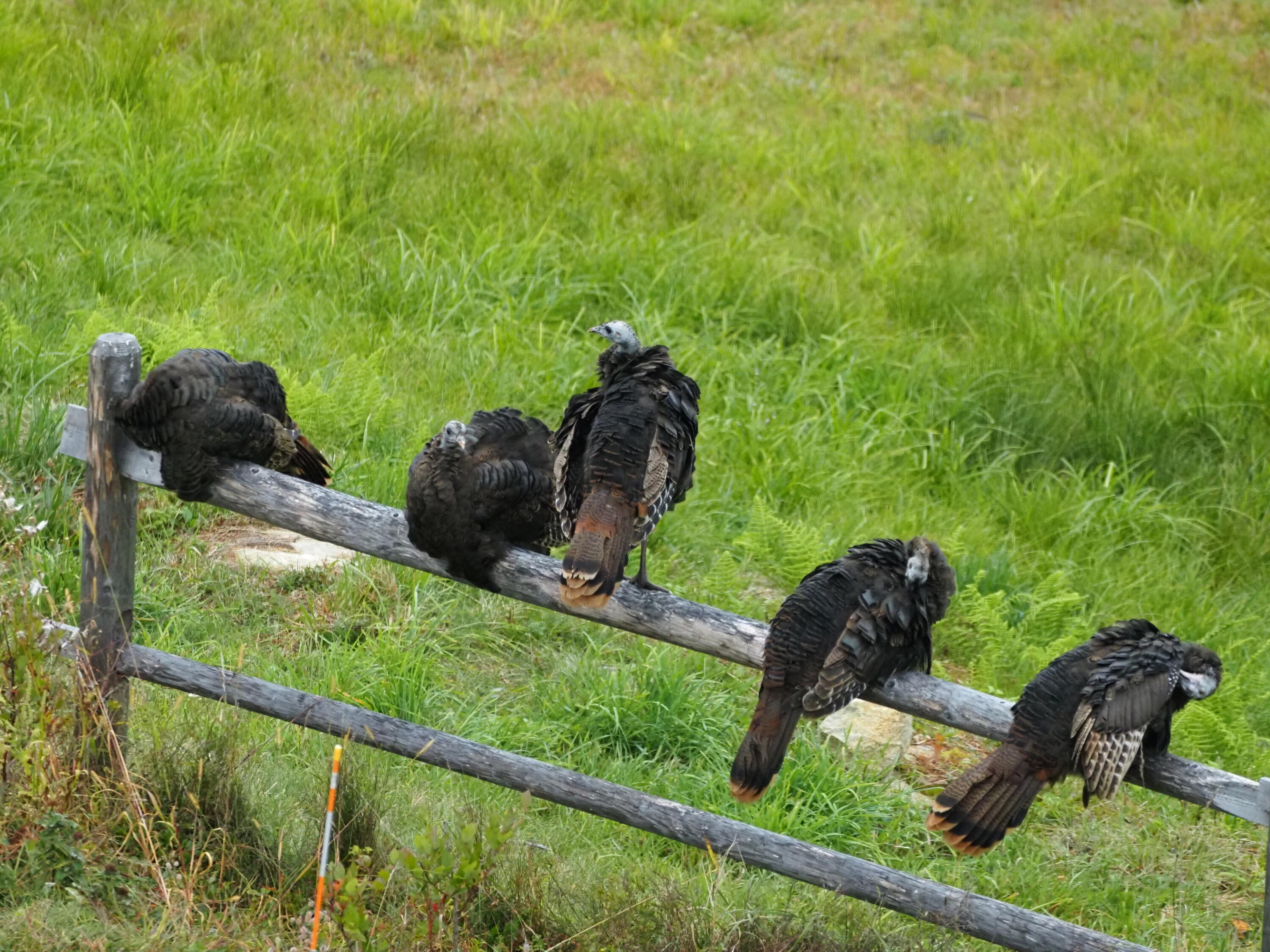 341 Outlook Road Bryant Pond, ME 04219 - Photo 97 of 112 Visitors