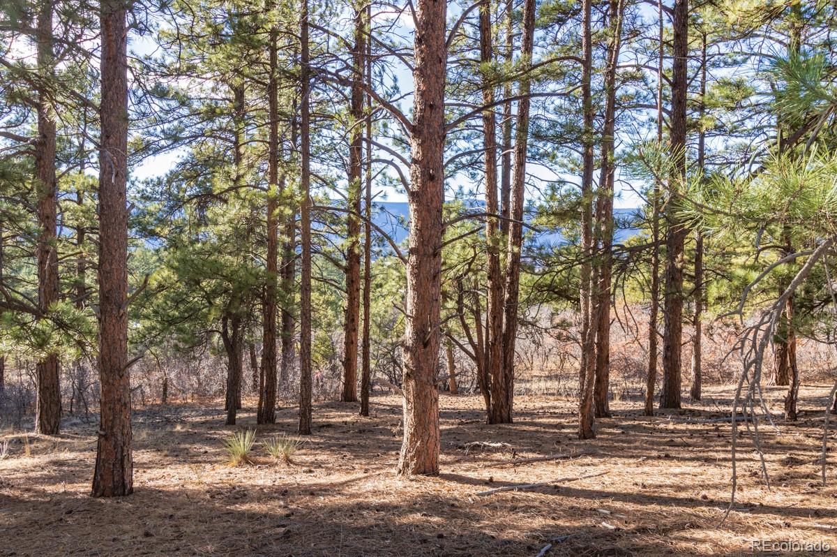 6745 Balsamroot Road Larkspur, CO 80118 - Photo 4 of 10 Gallery Image 4