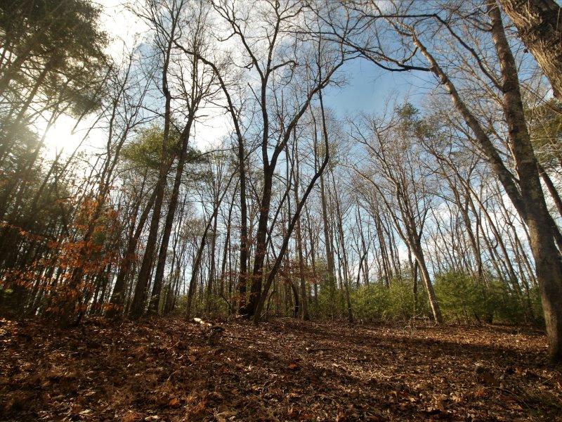 1 Epperson Road Tellico Plains, TN 37385 - Photo 11 of 40 IMG_3406