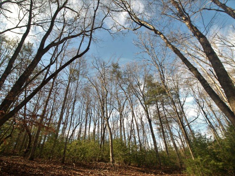 1 Epperson Road Tellico Plains, TN 37385 - Photo 12 of 40 IMG_3407