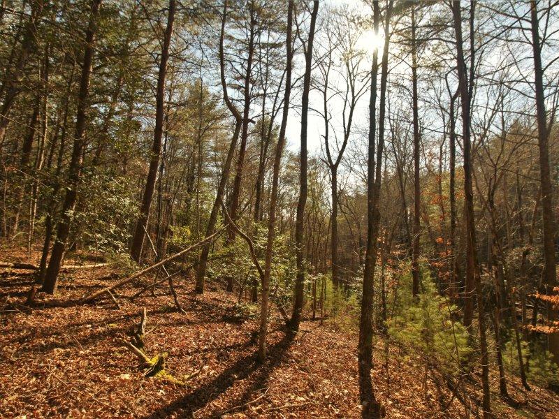 1 Epperson Road Tellico Plains, TN 37385 - Photo 24 of 40 IMG_3436