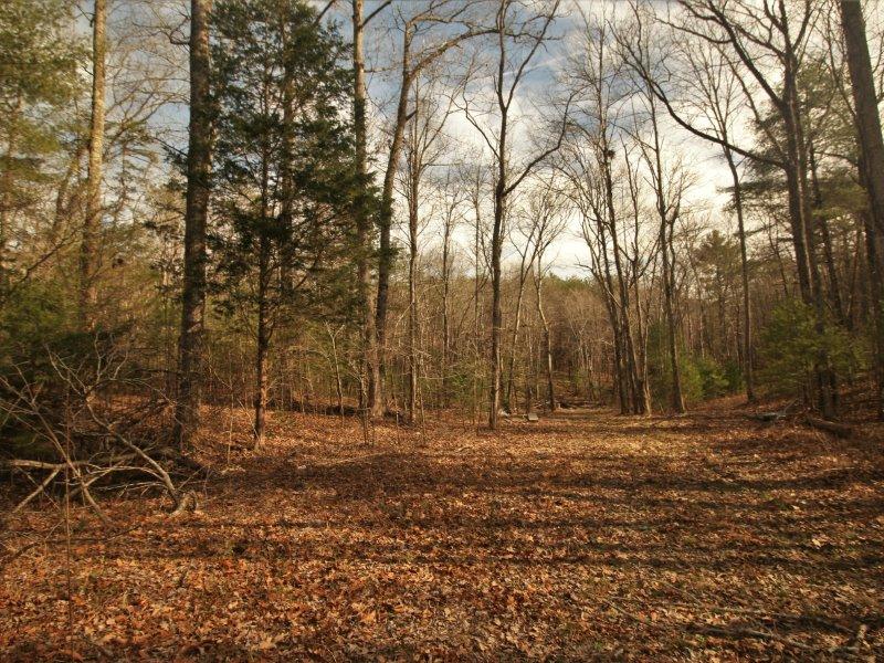 1 Epperson Road Tellico Plains, TN 37385 - Photo 8 of 40 IMG_3393