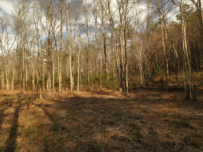 1 Epperson Road Tellico Plains, TN 37385 - Photo 10 of 40 IMG_3405
