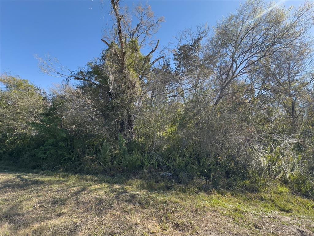 36424 Singletary Road Myakka City, FL 34251 - Photo 2 of 5 a view of a yard