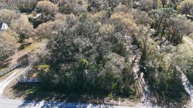 a view of a forest with a tree