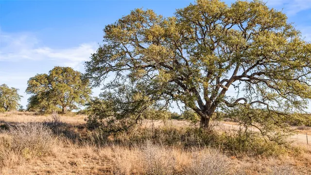 a view of a lake with a tree