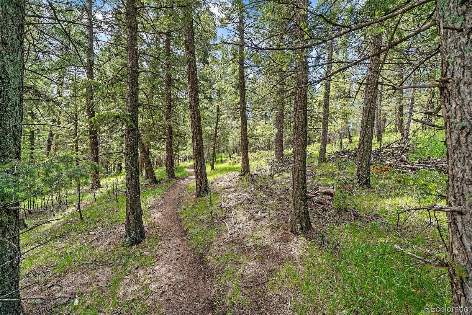30540 Cobb Road Evergreen, CO 80439 - Photo 3 of 12 a view of outdoor space and trees
