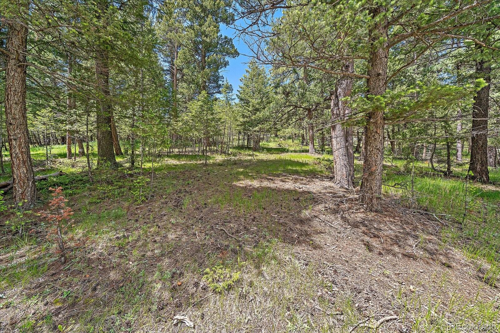 30540 Cobb Road Evergreen, CO 80439 - Photo 6 of 12 a view of a forest with trees