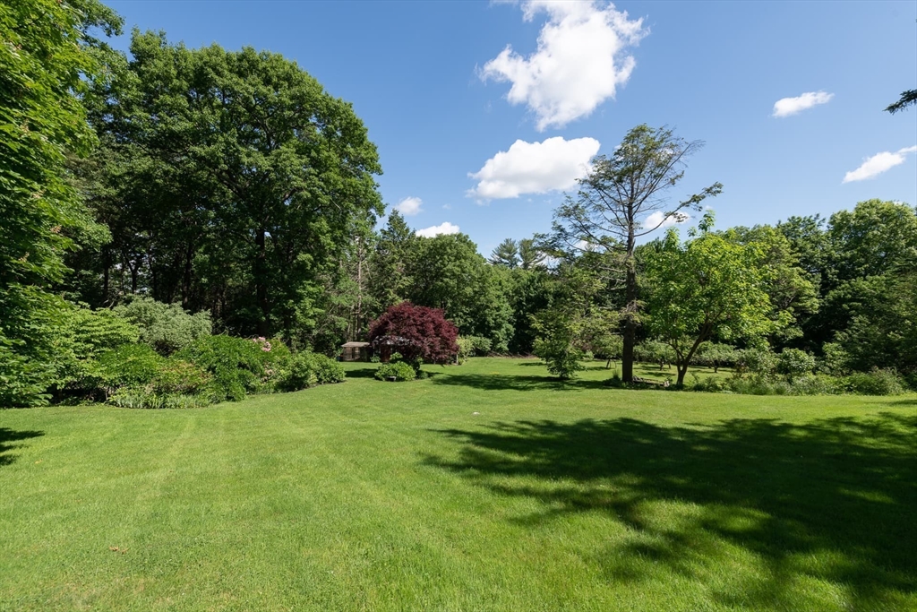 a view of a big yard with plants and large trees