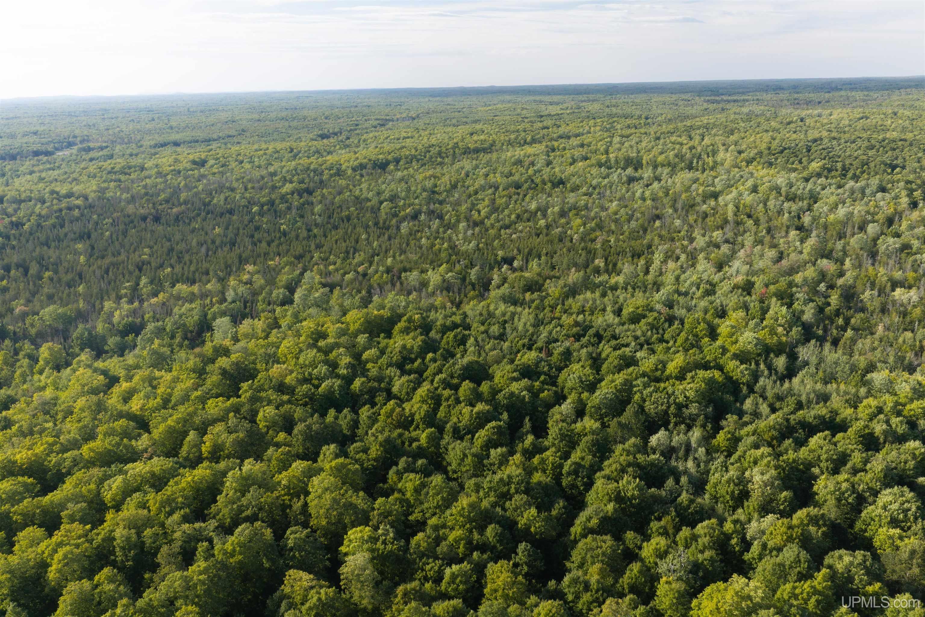 40 Acres A Off Diffin Road Trenary, MI 49891 - Photo 11 of 16 Gallery Image 11