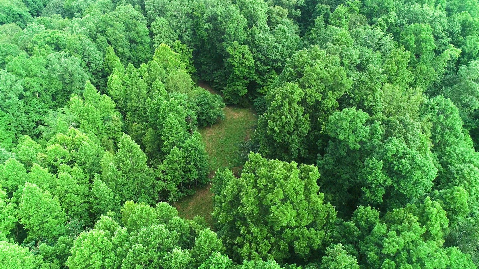 5956 Natchez Trace Road Franklin, TN 37064 - Photo 3 of 14 a view of a lush green forest