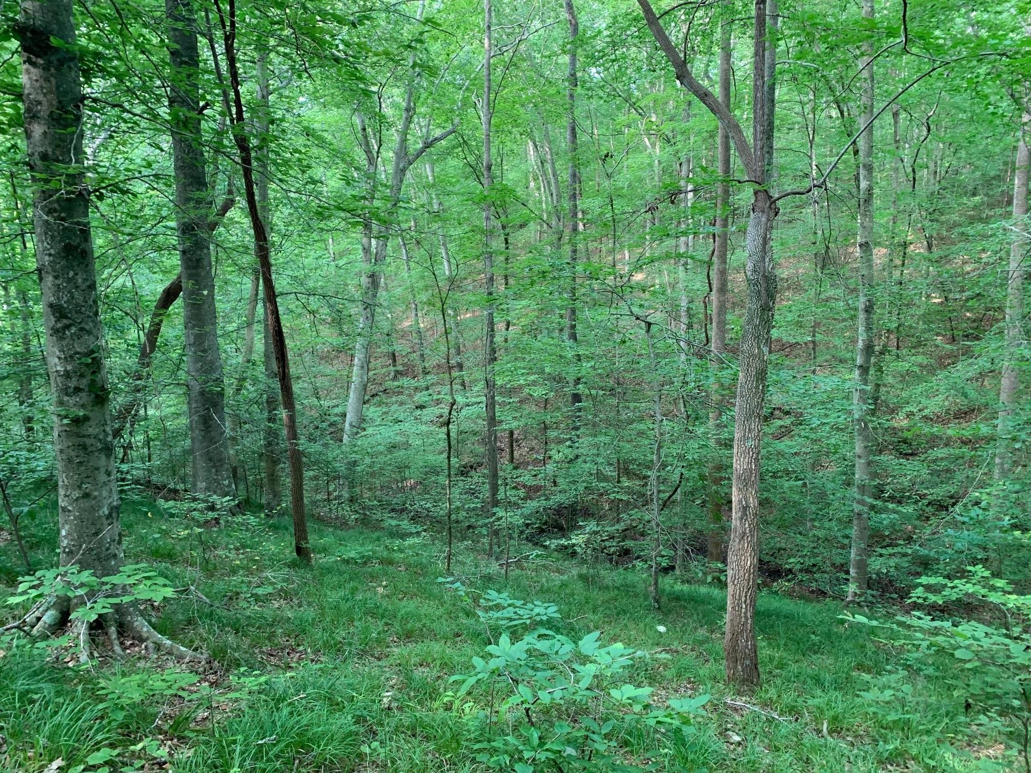 5956 Natchez Trace Road Franklin, TN 37064 - Photo 5 of 14 a view of a lush green forest