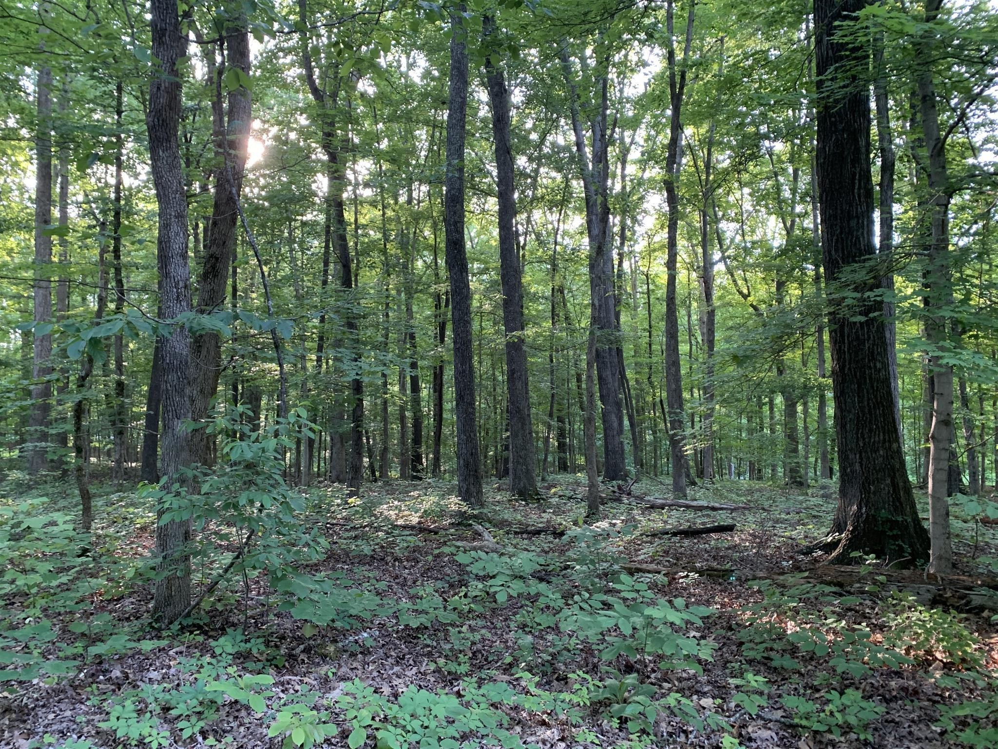 5956 Natchez Trace Road Franklin, TN 37064 - Photo 6 of 14 a view of outdoor space and green space