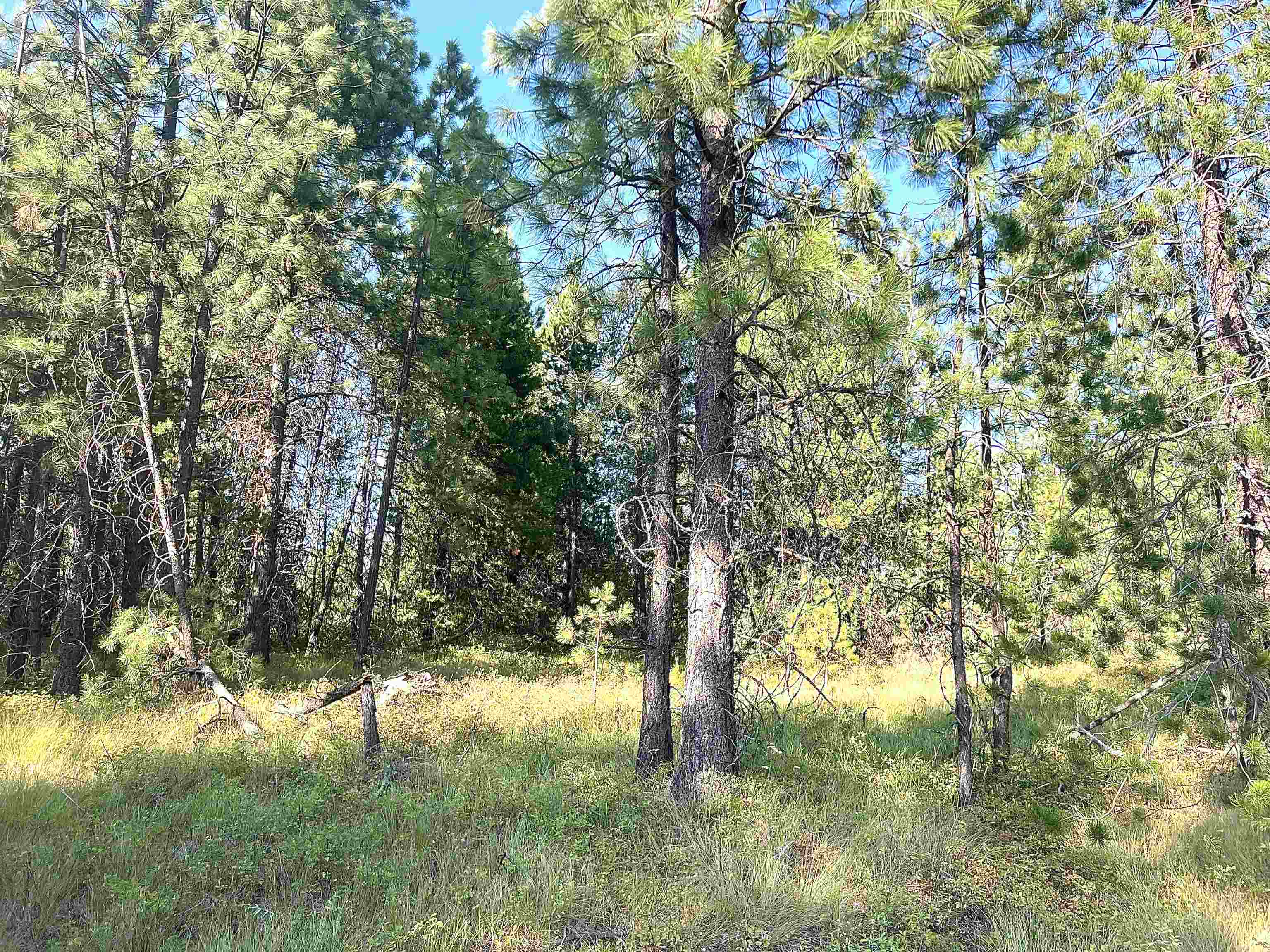 Nka West Findley Road, Unit LOT 8 Deer Park, WA 99006 - Photo 11 of 12