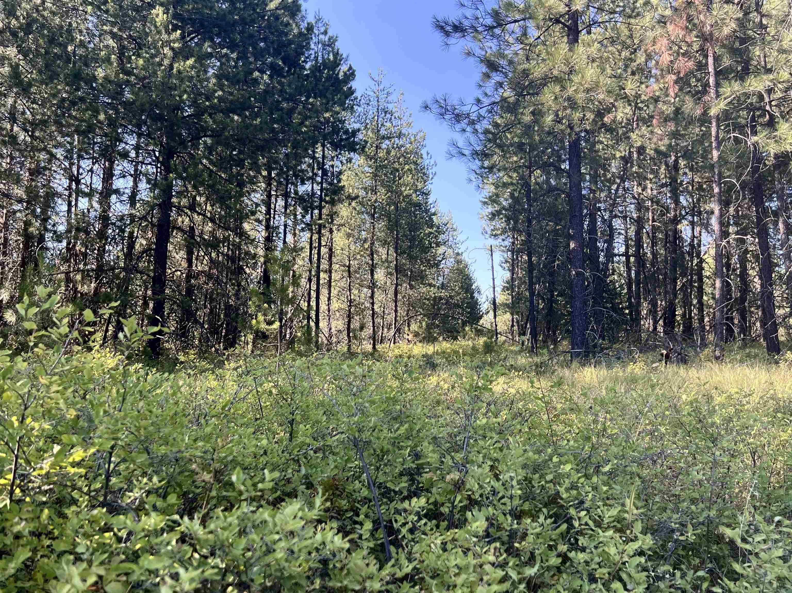 Nka West Findley Road, Unit LOT 8 Deer Park, WA 99006 - Photo 8 of 12