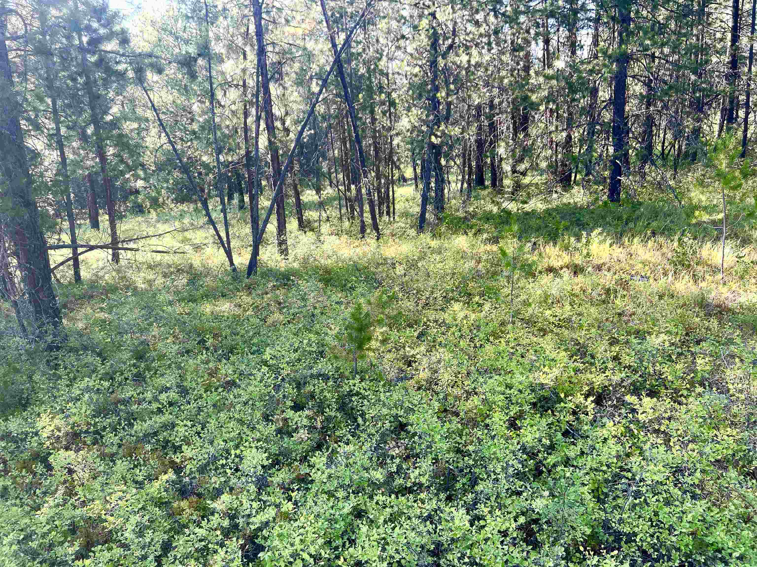 Nka West Findley Road, Unit LOT 8 Deer Park, WA 99006 - Photo 10 of 12