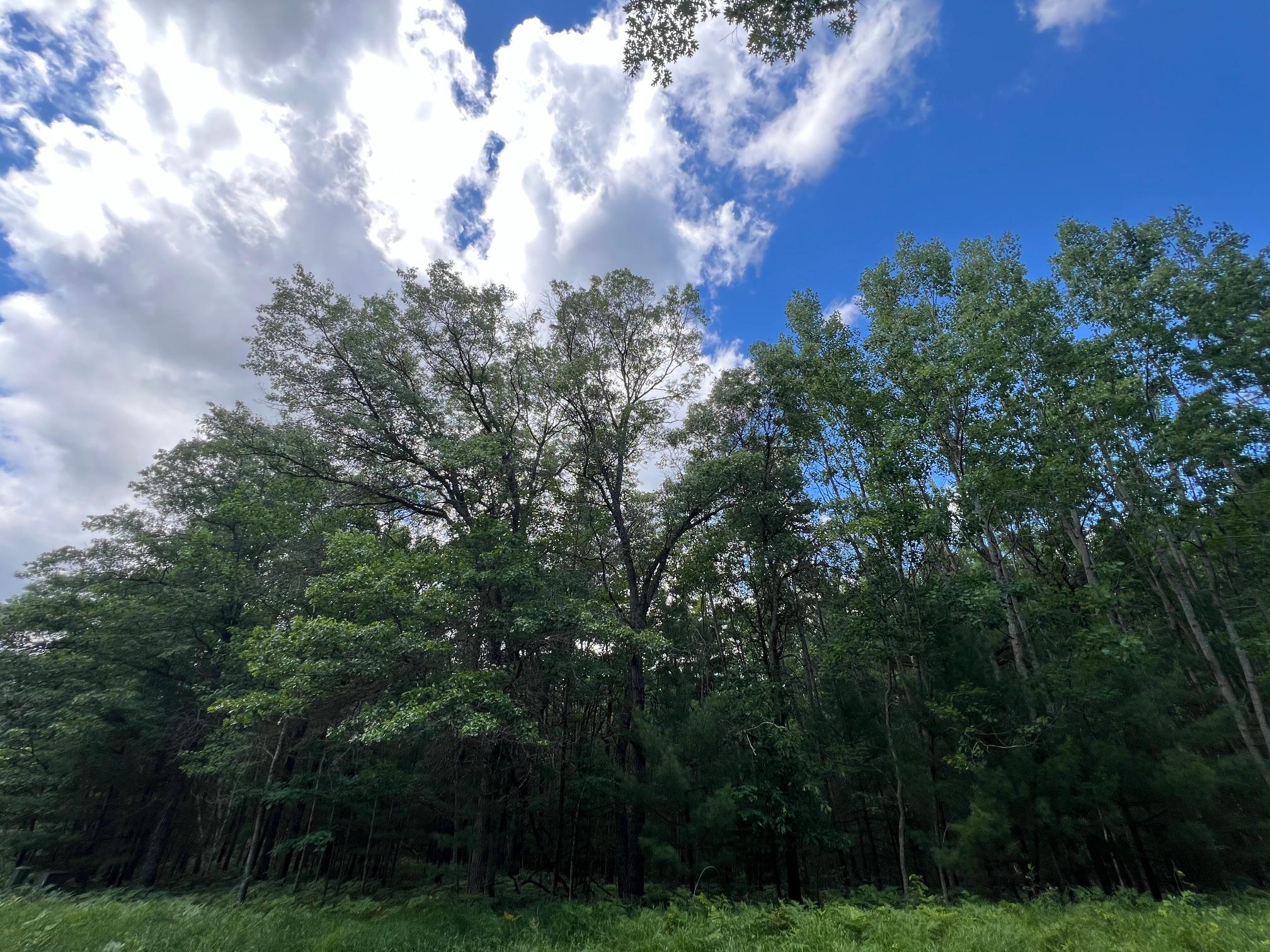 Lot 15 Loon Lake Road Danbury, WI 54830 - Photo 7 of 20