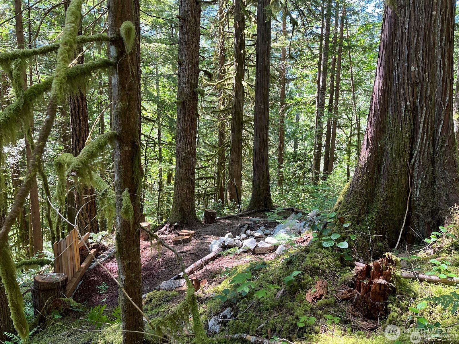 64308 Cascade River Road, Unit 1147 Marblemount, WA 98267 - Photo 6 of 8 a view of a forest with lots of trees